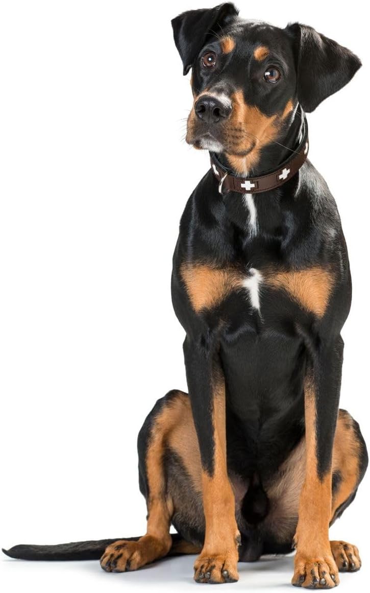 Hunter - Collier suisse 35-43Cm brun / noir